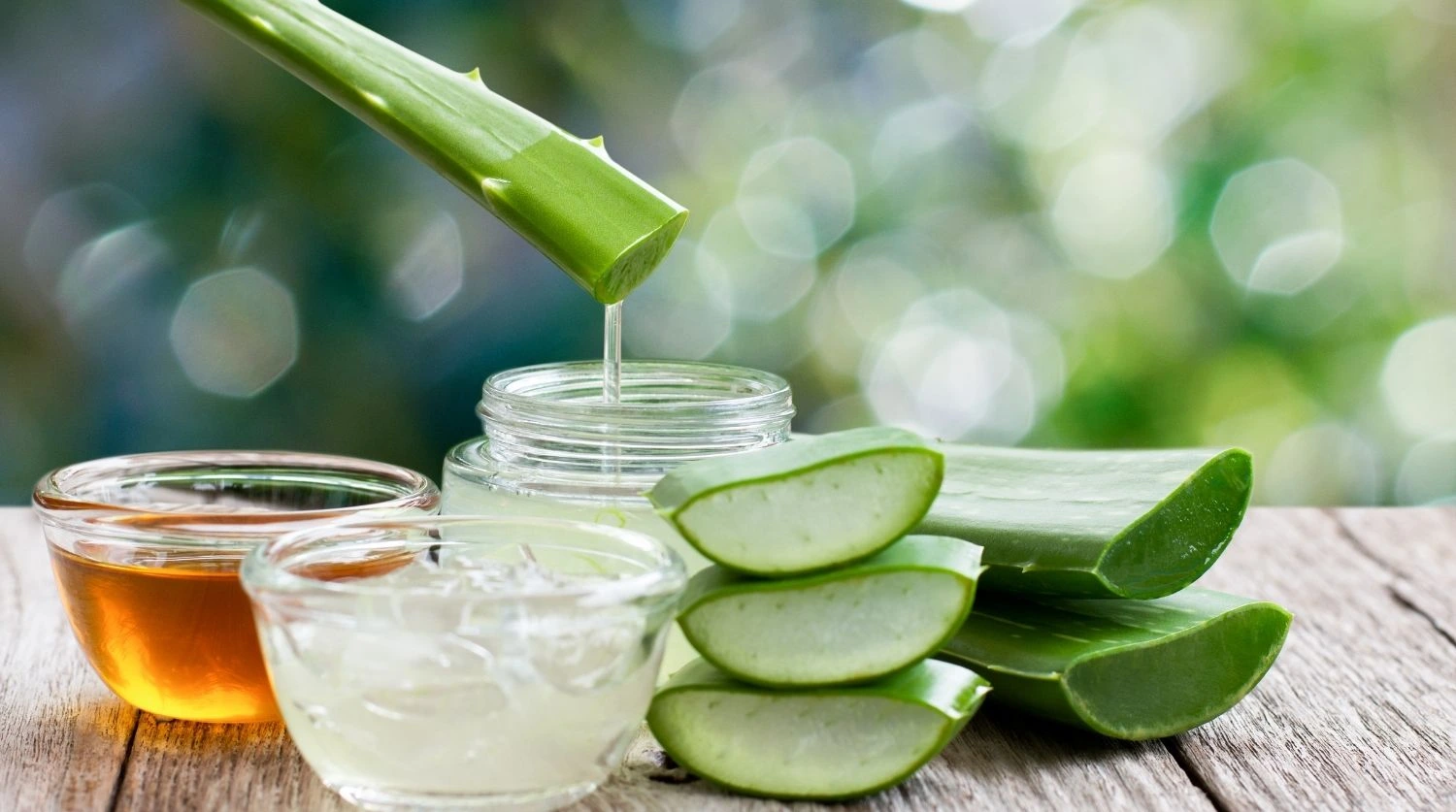feuille d'aloe vera fraichement coupée un liquide le latex d'aloïne s'écoule distinctement de la base coupée de la feuille