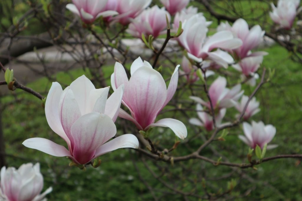 feuilles magnolia