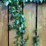 Les 10 meilleurs types de clôtures