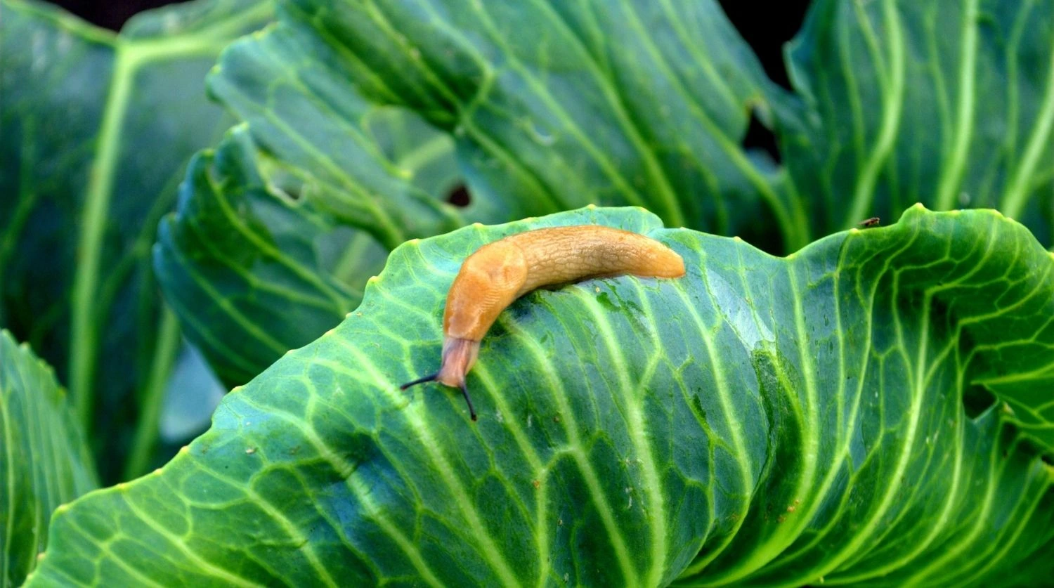 limace sur une feuille de chou au potager