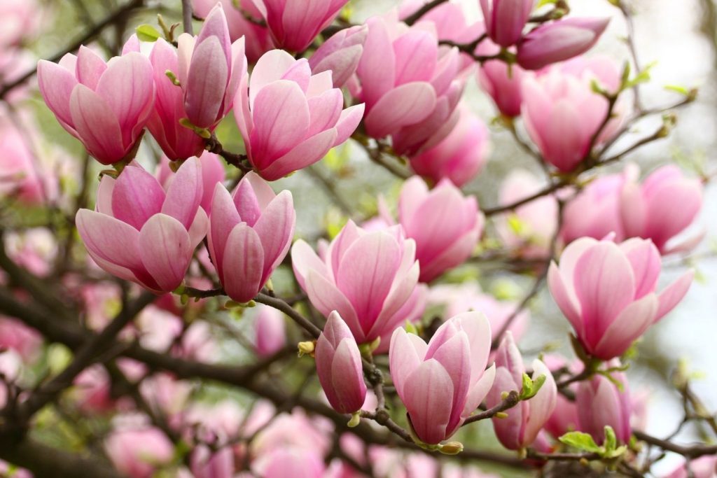 magnolia