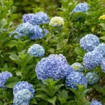 pied d'hortensia bleu