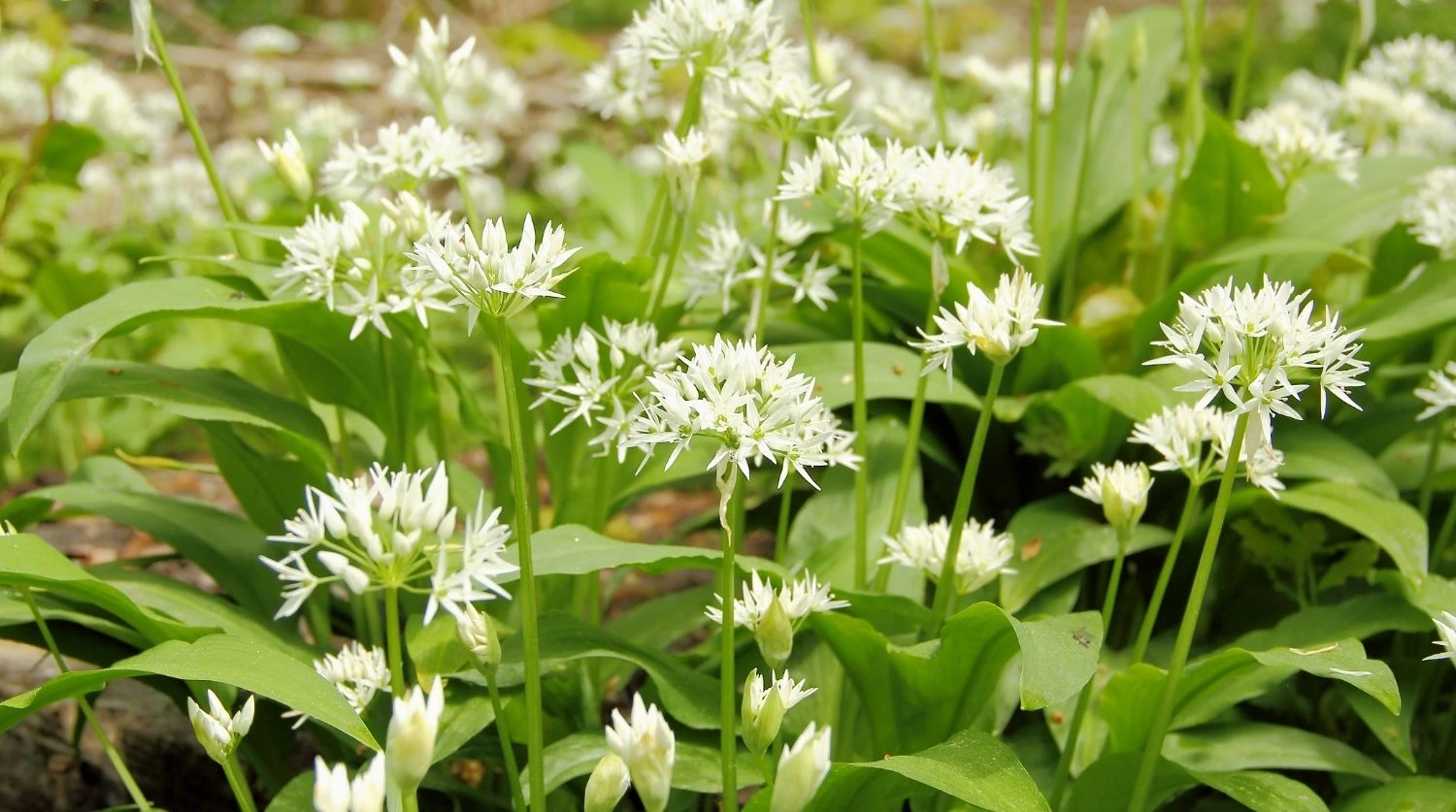 plants d'ail des ours