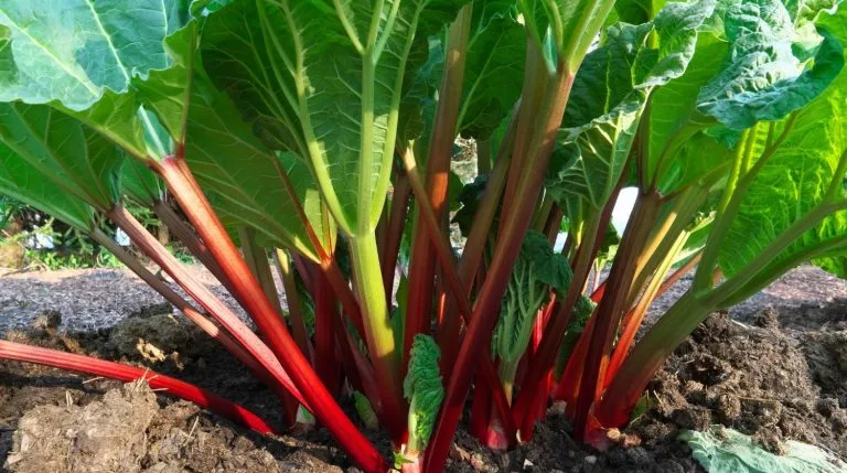 Rhubarbe au potager : Culture, récolte et recettes gourmandes