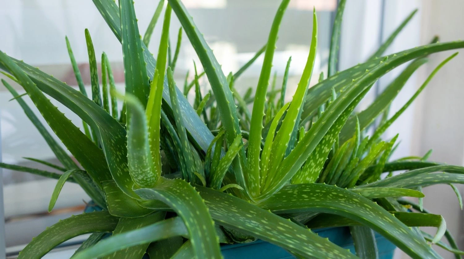 plante d'aloe vera dans un pot