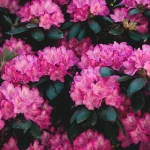 rhododendrons en fleurs