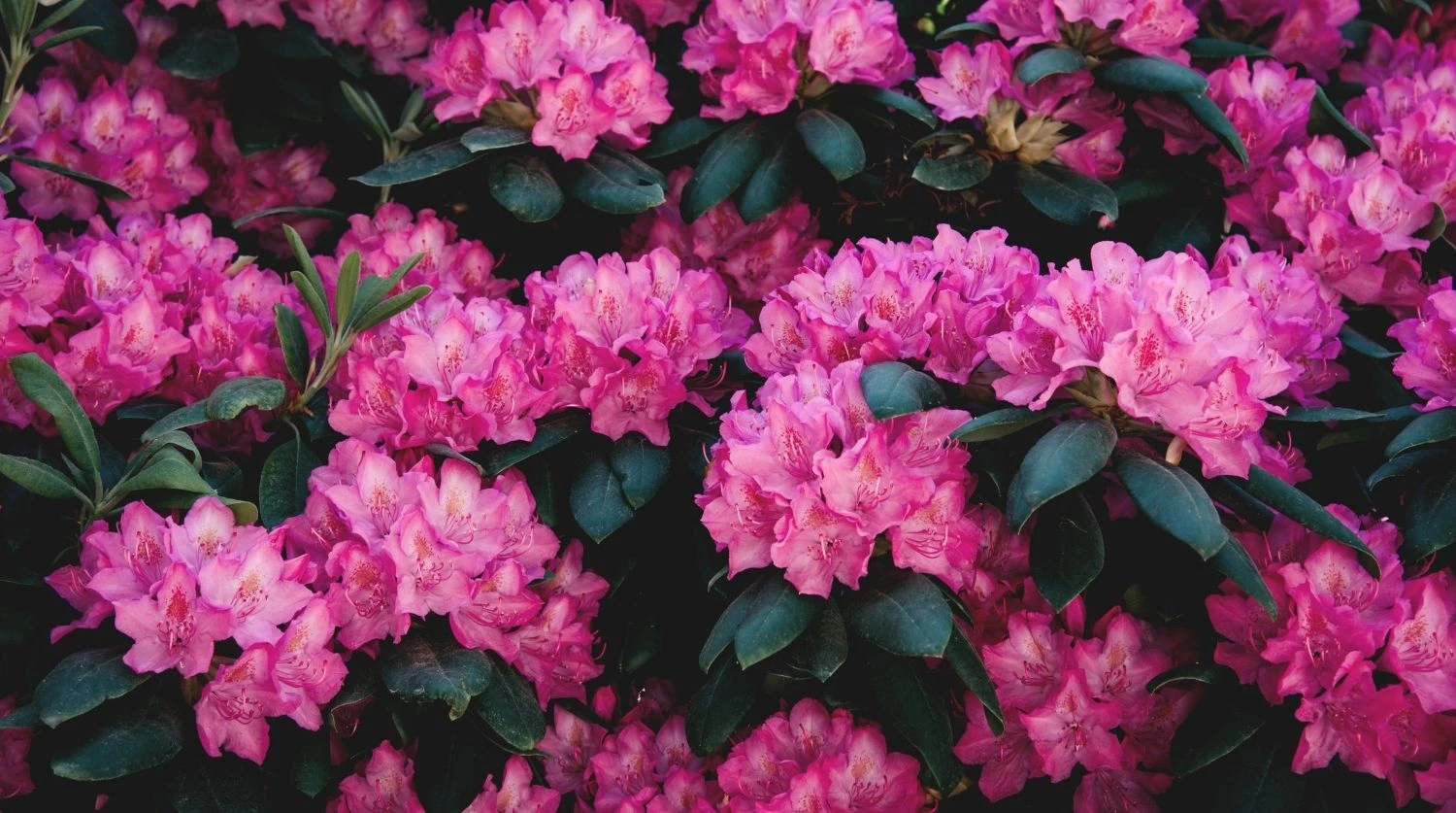 rhododendrons en fleurs