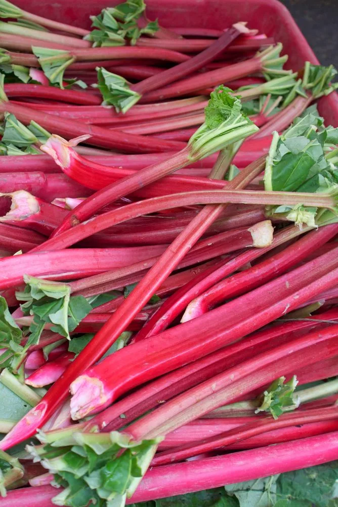 rhubarbe