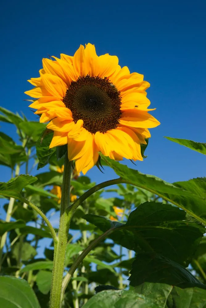 tournesol