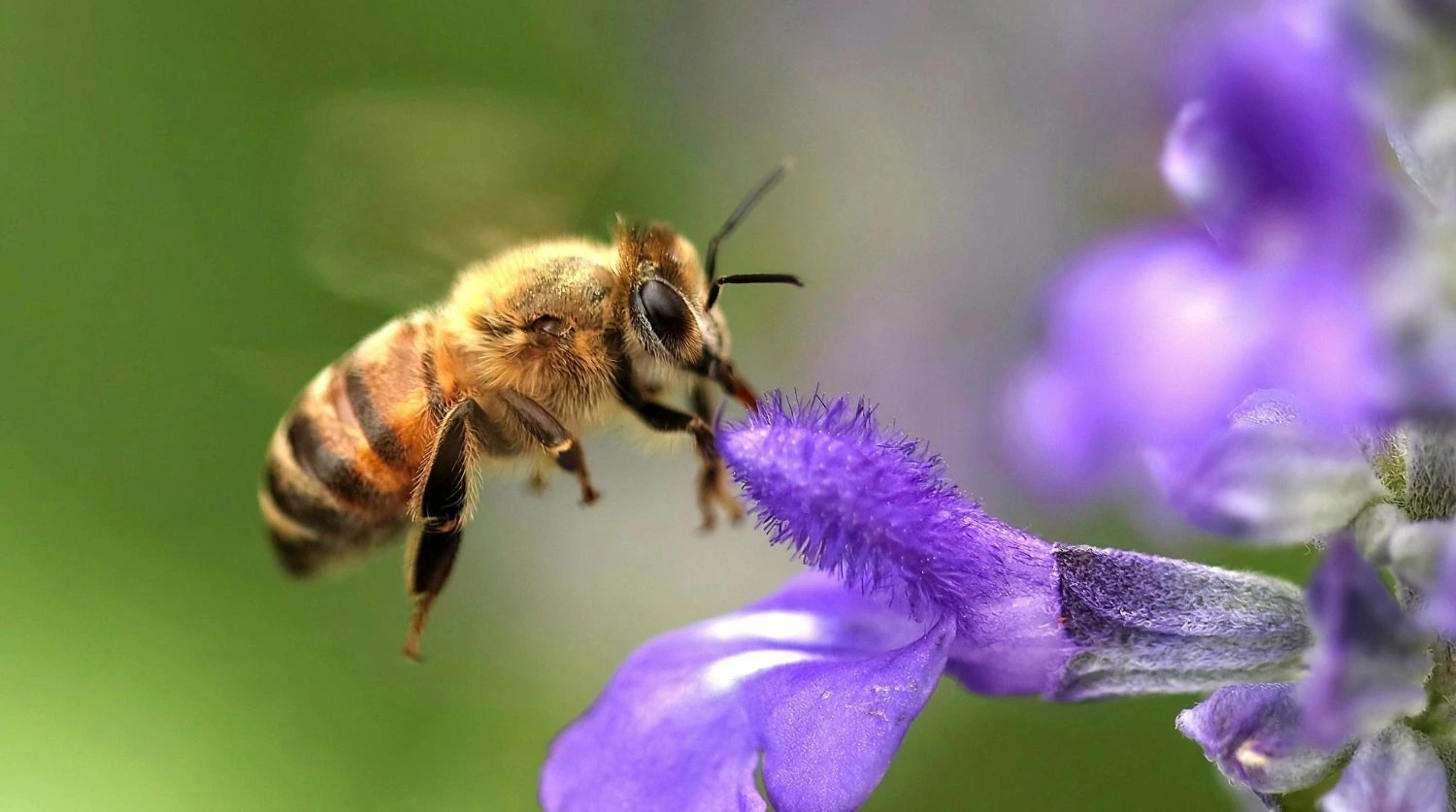 abeille qui butine une fleur