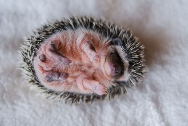 Bébé hérisson : naissance, âge et que faire si tu en trouves un