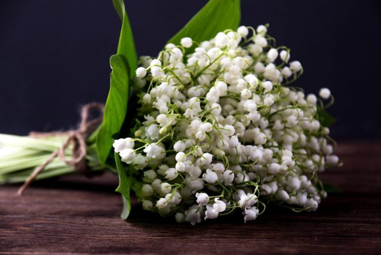 Signification du muguet : Histoire, symbole et 1er mai