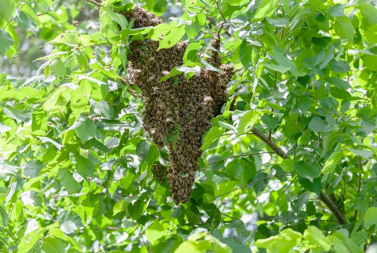 Essaim d'abeilles : Dangers, prix et conseils terrain