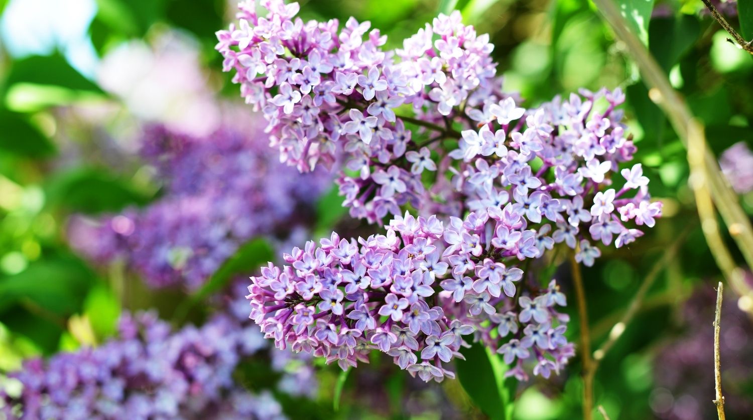 lilas du japon