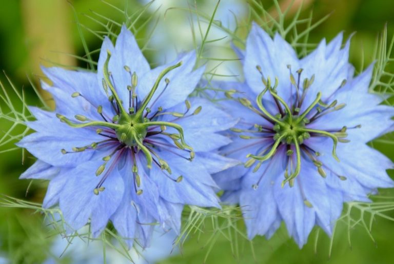 nigelle de damas