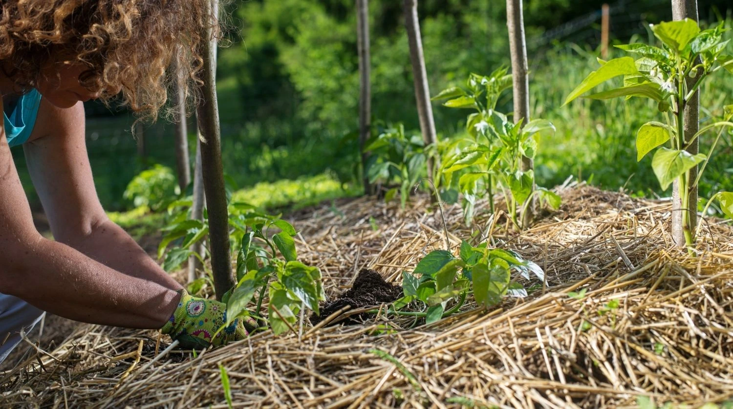 paillage jardin pied de tomate