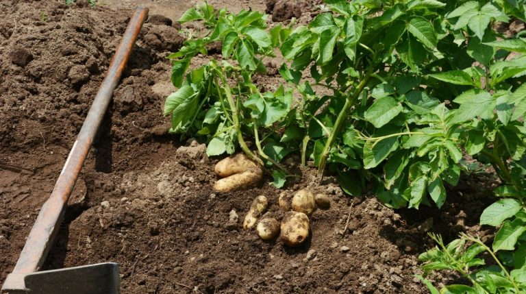 Quand planter les pommes de terre