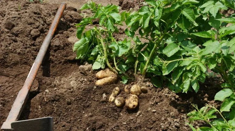 Quand planter les pommes de terre