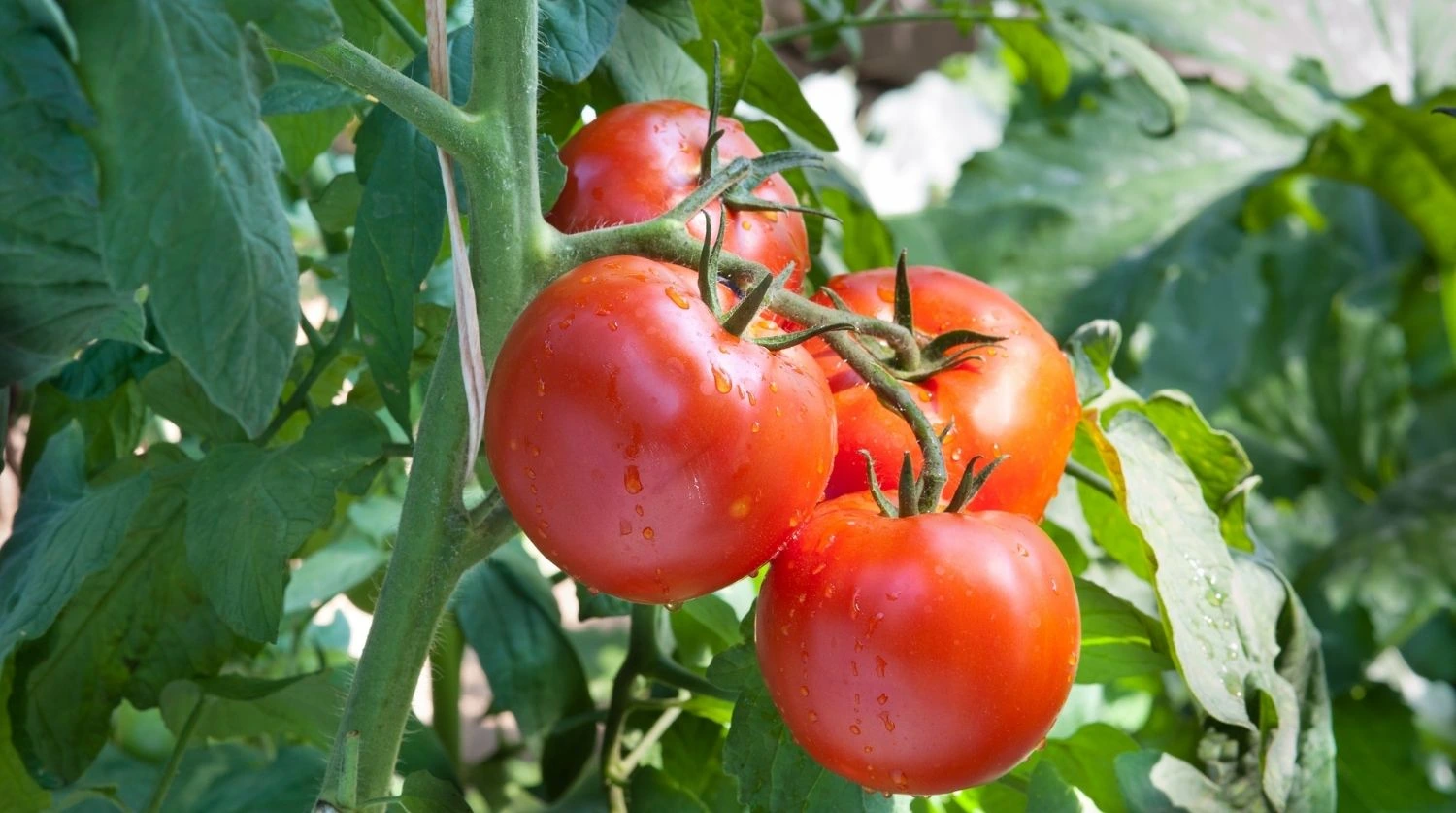 Planter les tomates : dates, erreurs et astuces