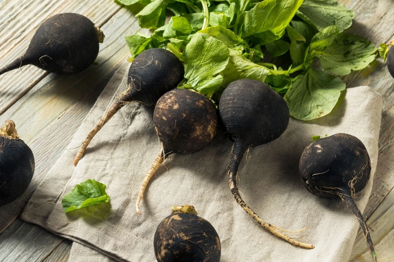 Radis noir : Semis, récolte et recettes savoureuses