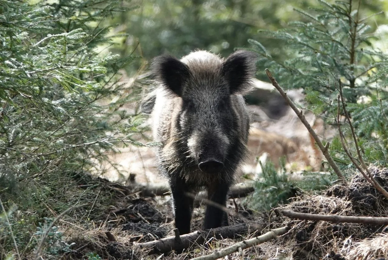 sanglier