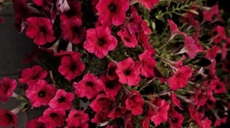 Surfinia : Plantation, entretien et bouturage facile