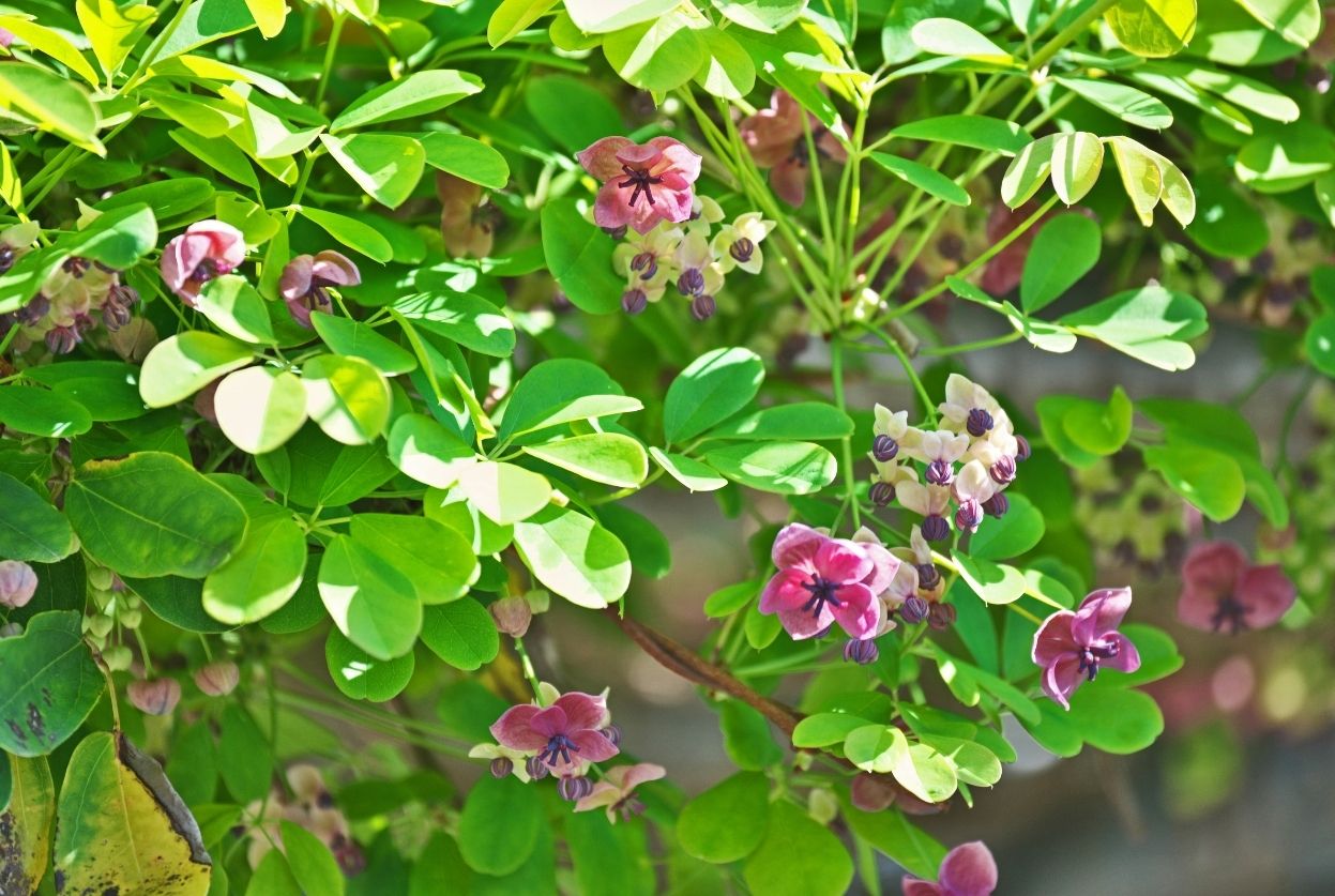 Akebia quinata : Floraison, taille et fruits comestibles