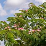 Arbre à soie : Variétés, taille et secrets de floraison