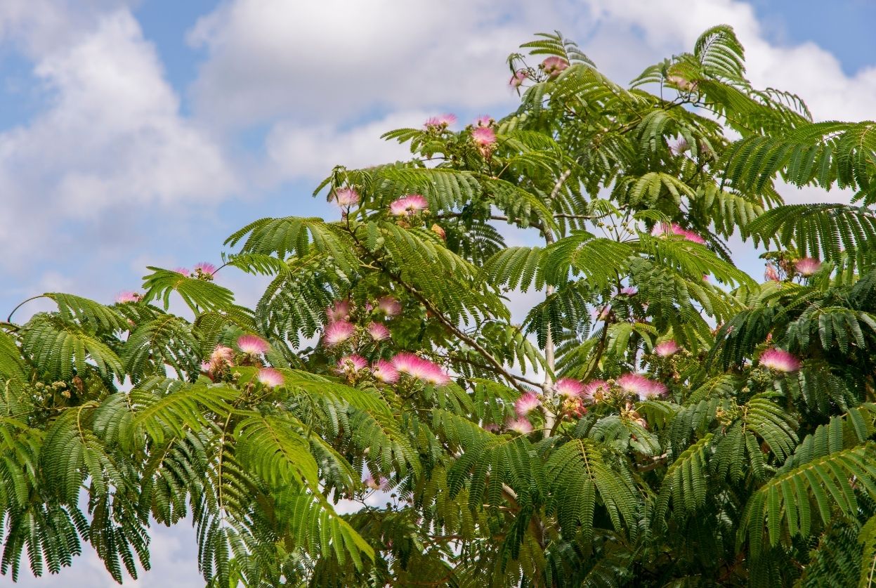 Arbre à soie : Variétés, taille et secrets de floraison