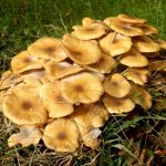 Armillaire couleur de miel : identification et traitement