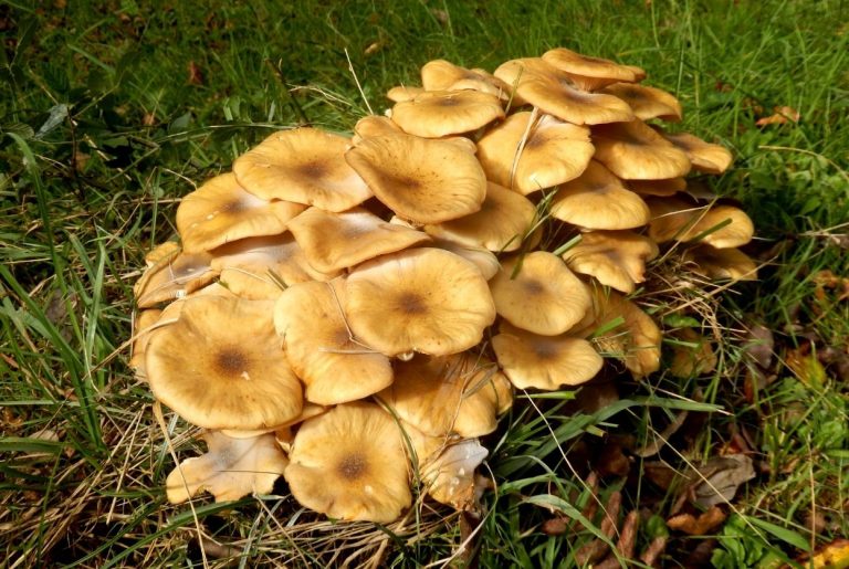 Armillaire couleur de miel : identification et traitement