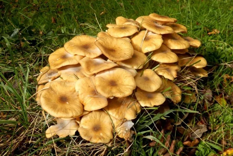 Armillaire couleur de miel : identification et traitement