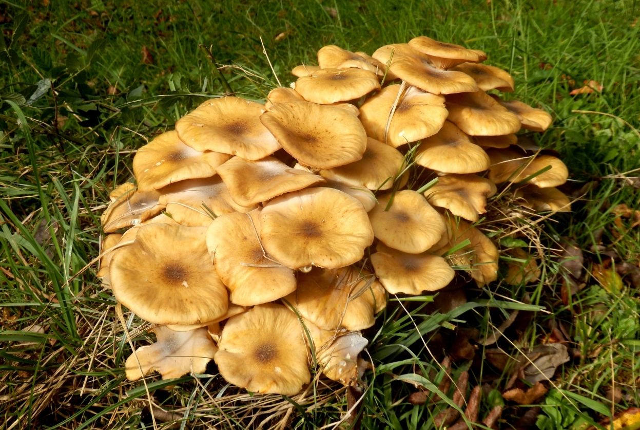 Armillaire couleur de miel : identification et traitement