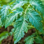 Utiliser la bouillie bordelaise au jardin : Calendrier et astuces