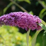 Buddleia (arbre aux papillons) : plantation et entretien