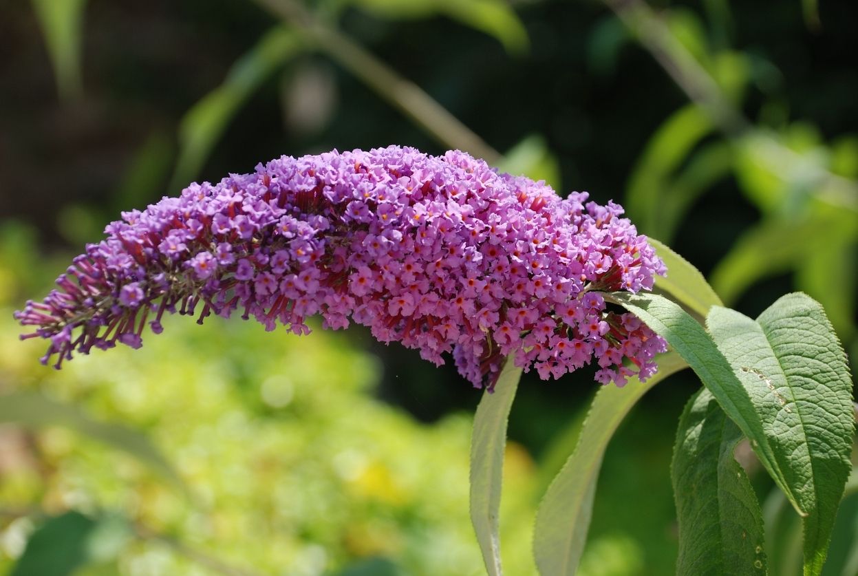 Buddleia (arbre aux papillons) : plantation et entretien