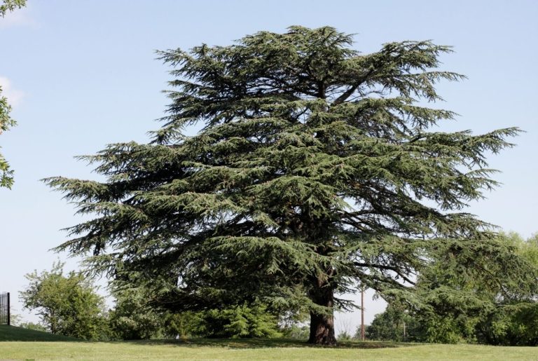 Cèdre du Liban : Un arbre de légende