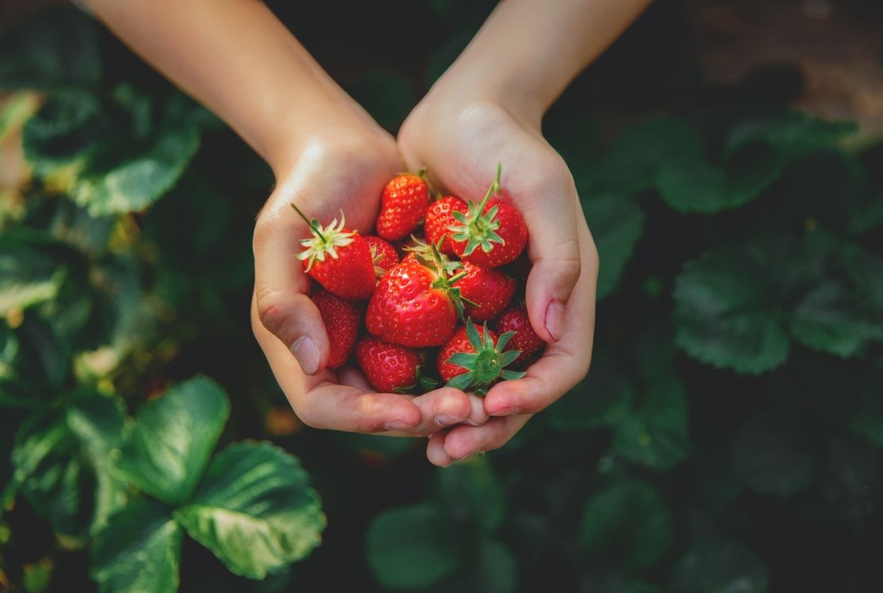 Ciflorette : Variété, culture et saison de cette fraise