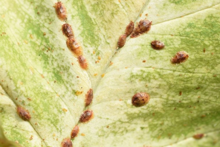 coccoidea cochenille