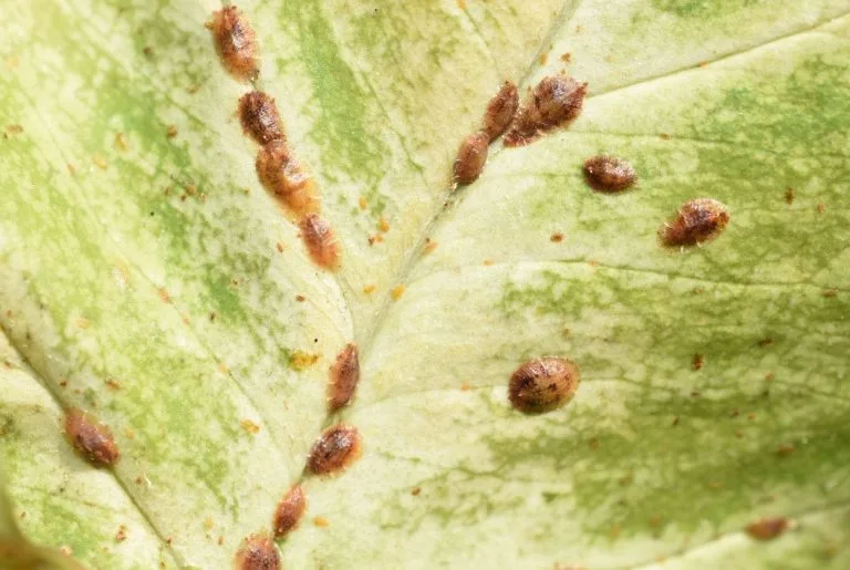 coccoidea cochenille