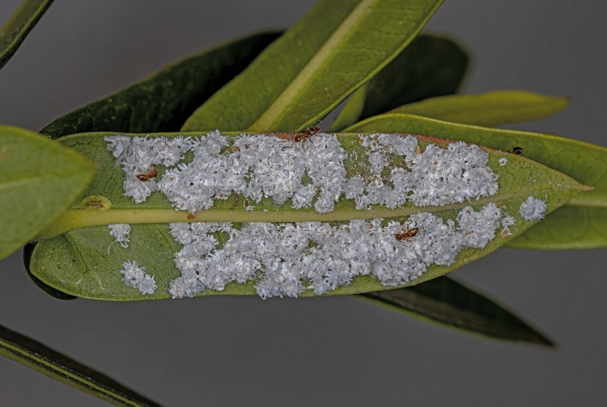 coccoidea cochenille farineuse