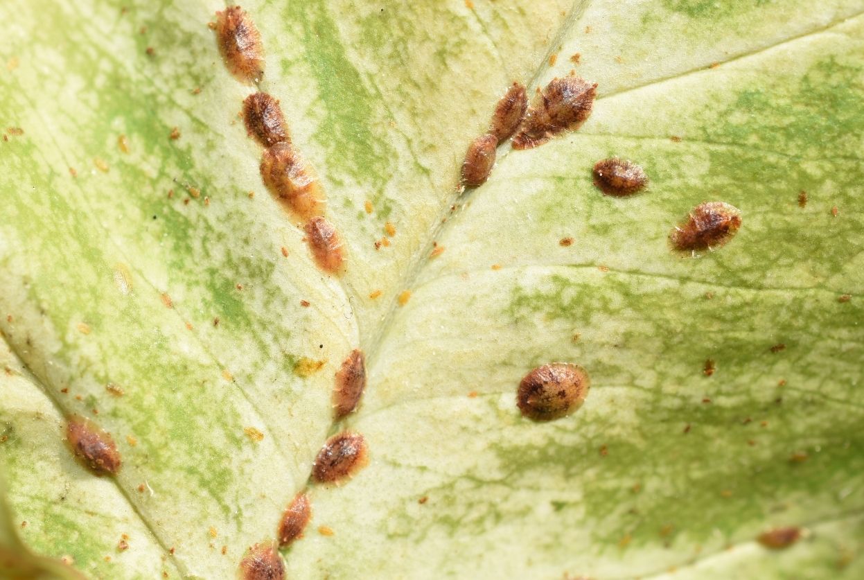 coccoidea cochenille