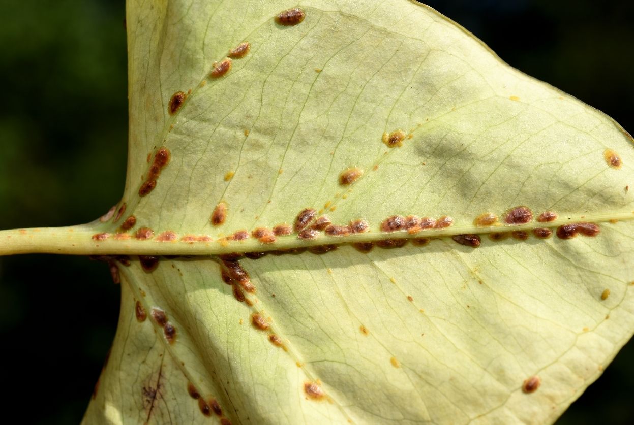cochenille à carapace