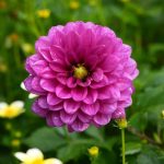 Dahlias : Plantation, entretien et hivernage faciles