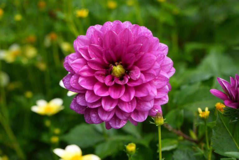 Dahlias : Plantation, entretien et hivernage faciles