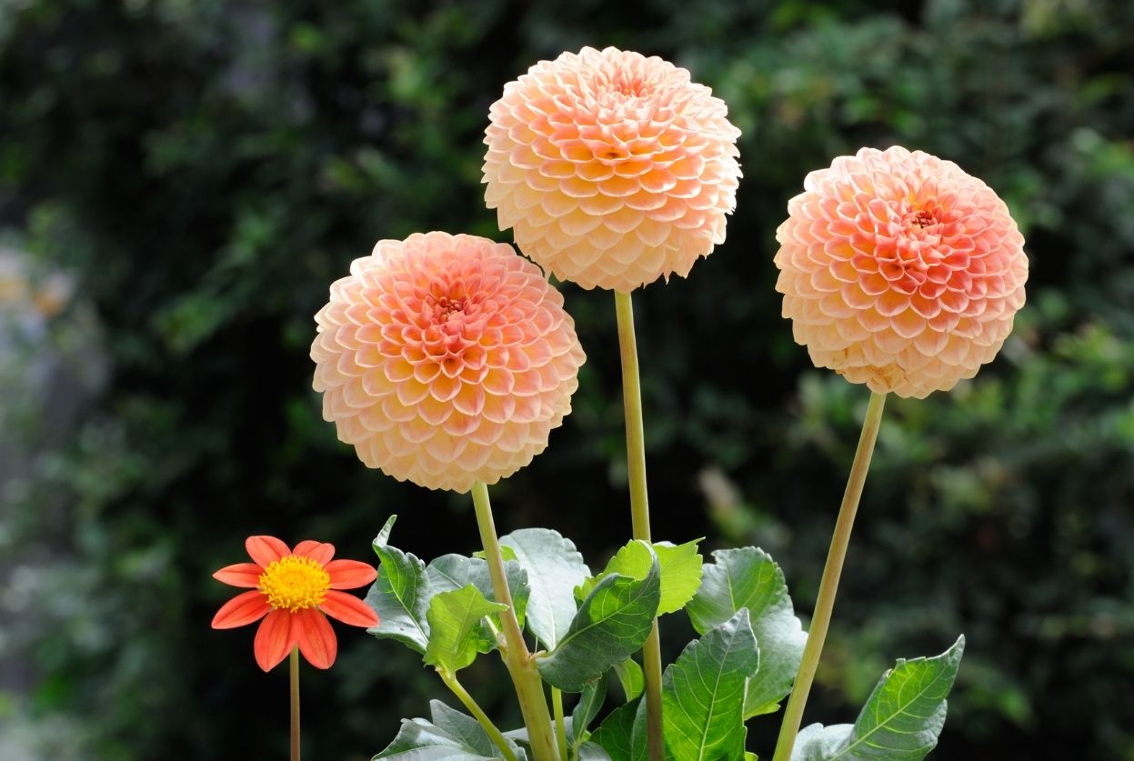 dahlia orange