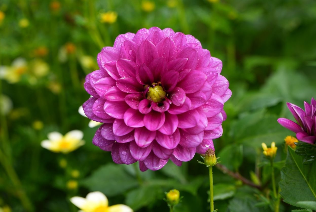 Dahlias : Plantation, entretien et hivernage faciles