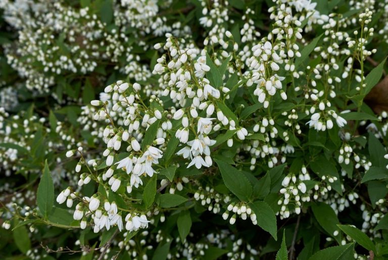 Deutzia : plantation, taille et 5 erreurs à éviter