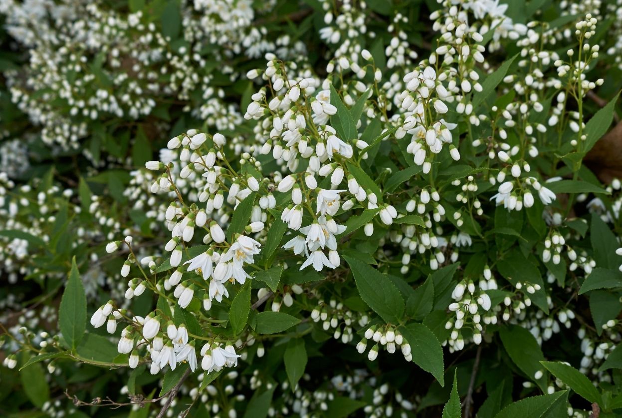 Deutzia : plantation, taille et 5 erreurs à éviter