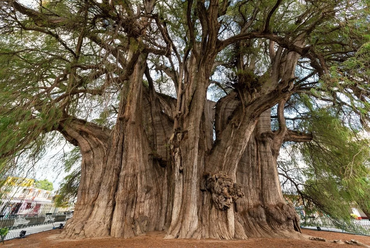 El Árbol del Tule
